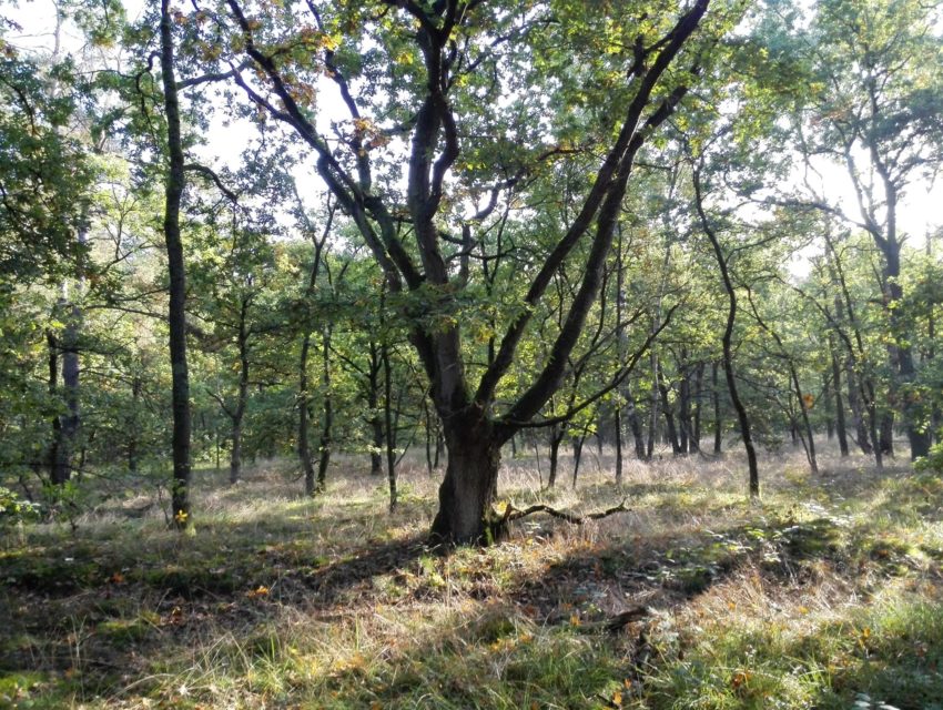 Natuurgebied Groene Delle