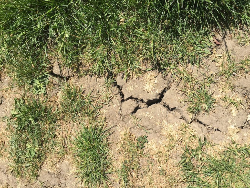 Waterschaarste in de Mombeekvallei zorgt voor diepe barsten in de bodem