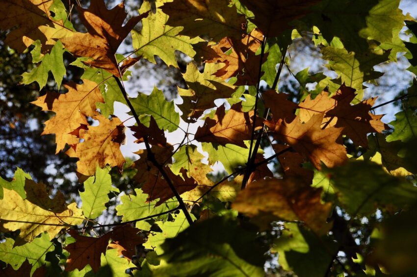 Herfstbladeren