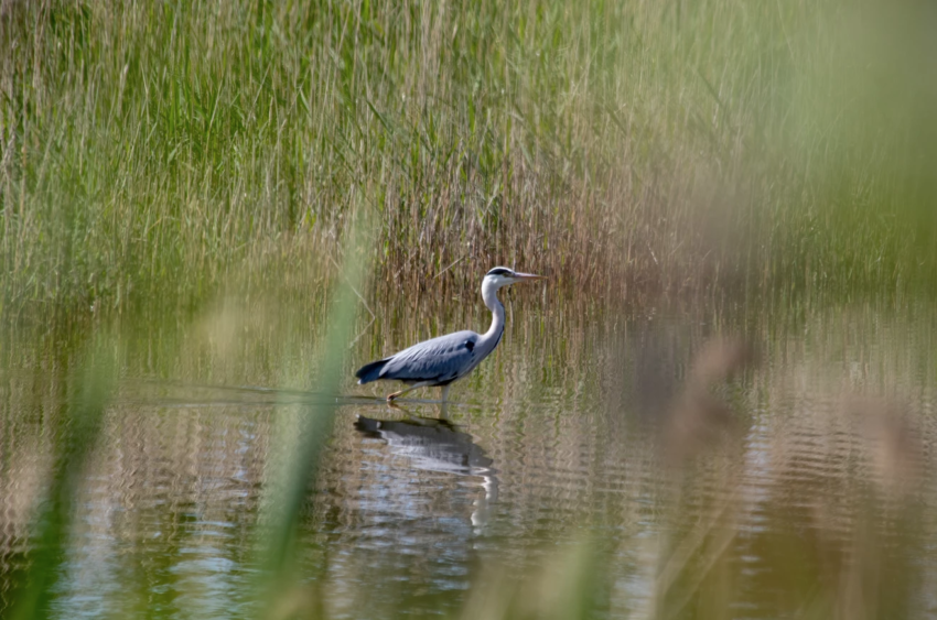 Blauwe reiger