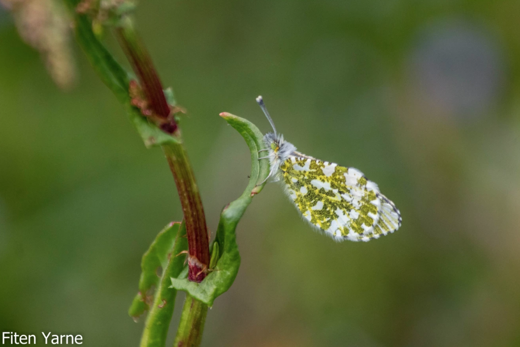 Oranjetipje gefotografeerd door natuurfotograaf Yarne Fiten