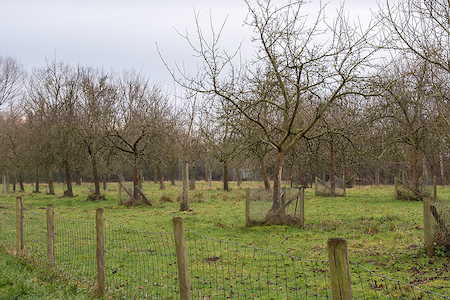 Tommelen hoogstam fruitbomen