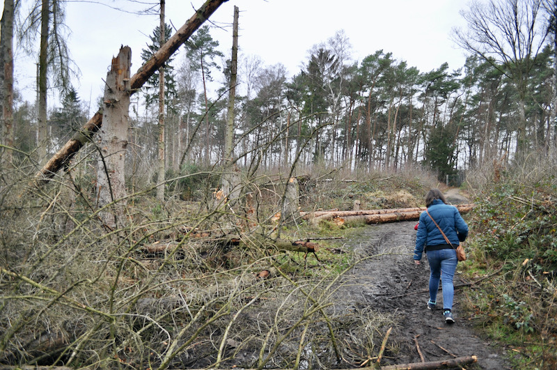 Fijnsparren geveld door de Letterzetter