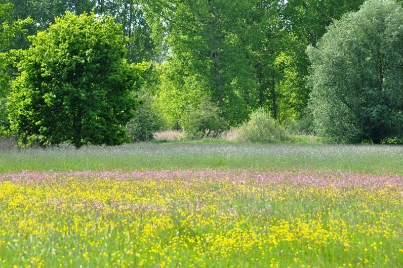 Bloemrijke graslanden in de Mombeekvallei