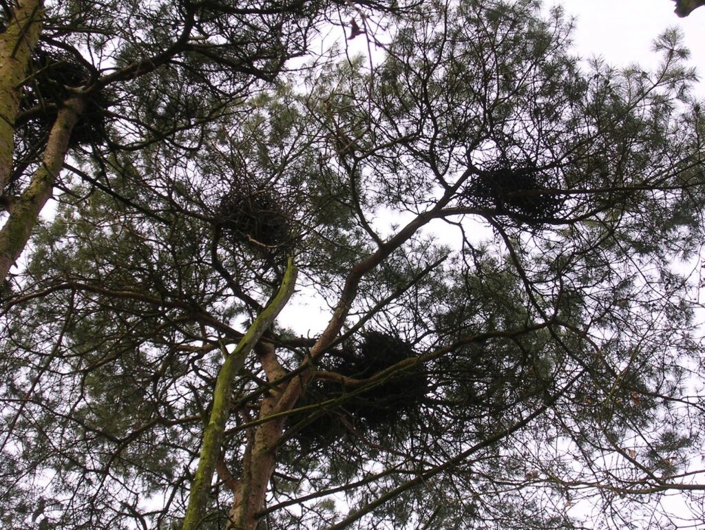 Reigerkolonie in Wijvenheide