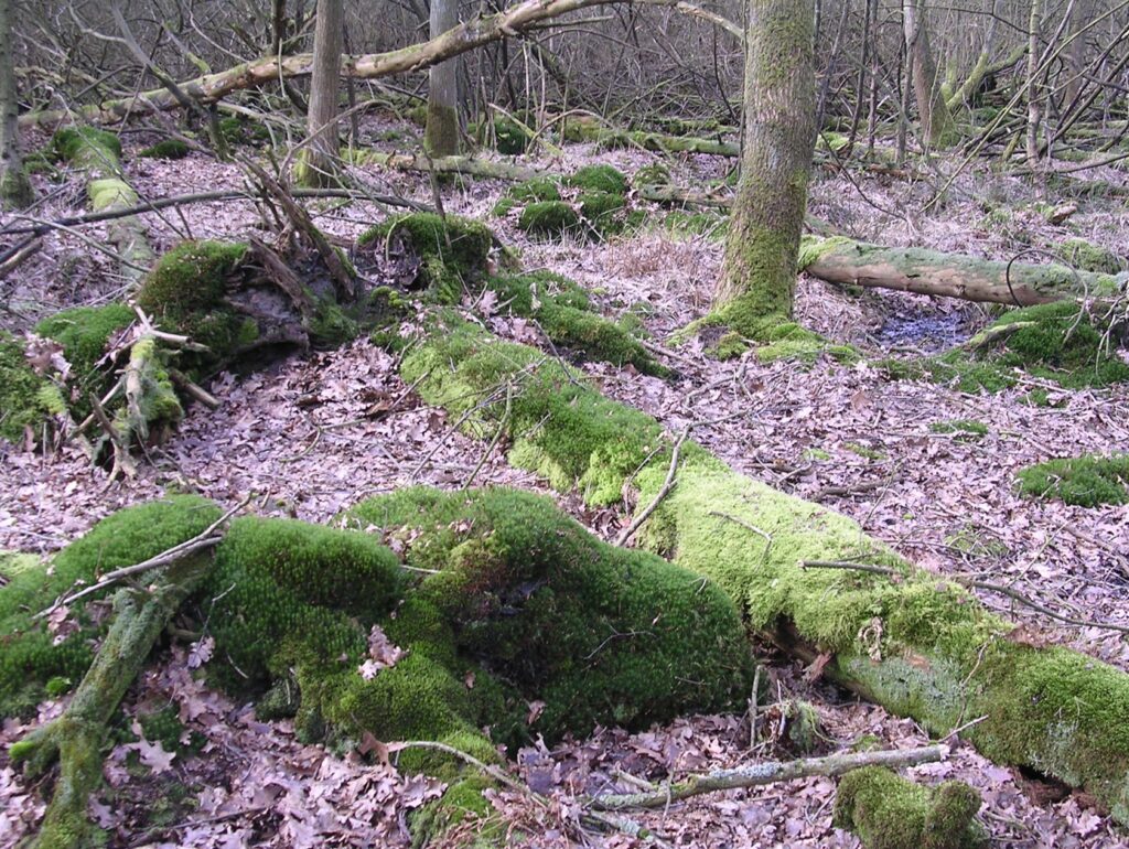 Eén van de vele zichten op de een stukje reigerkolonie