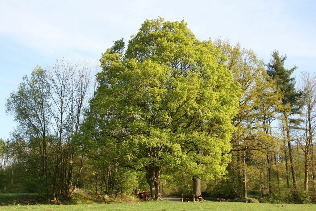 Veldesdoorn, één van de bomen in het tuinbos