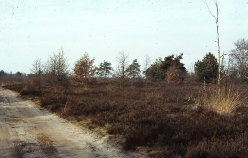 Wijvenheide en de Heide