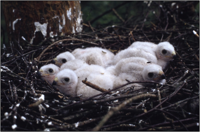 Nest sperwerkuikens