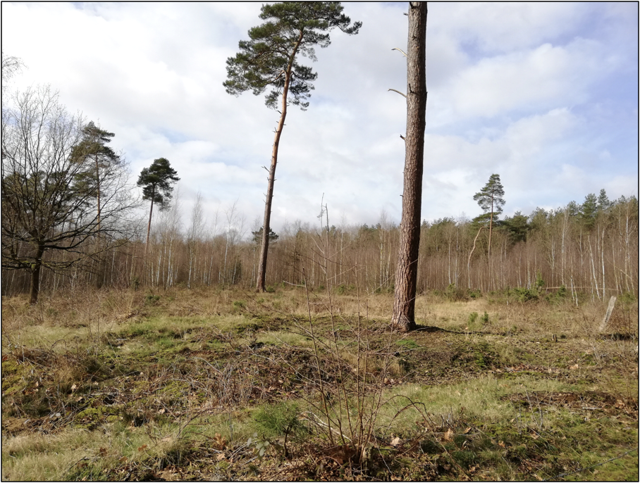 Nog in te richten perceel met heide