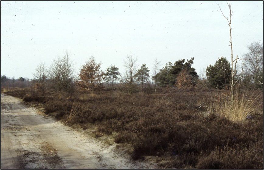 Landschap met heide in Wijvenheide